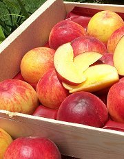 Yellow Peaches
