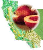 Score With Grown In California