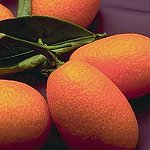 Kumquat Fruit
