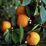 Satsuma Mandarin