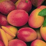 Mango Fruit