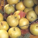 Pears