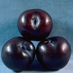 Prune-Plum