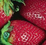 California Strawberry
