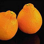 Tangerine
