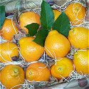 Fresh California Tangerines