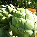 FRESH CALIFORNIA ARTICHOKES