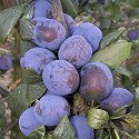 FRESH CALIFORNIA BLACK PLUMS