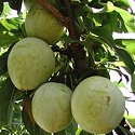FRESH CALIFORNIA GREEN PLUMS