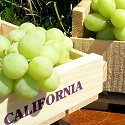 FRESH CALIFORNIA GREEN SEEDLESS GRAPES