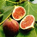 FRESH CALIFORNIA BLACK MISSION FIGS