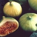 FRESH CALIFORNIA CALIMYRNA FIGS