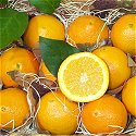 Navel Oranges
