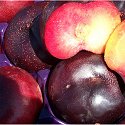 FRESH CALIFORNIA ORGANIC PLUOTS