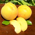 FRESH CALIFORNIA APRICOTS