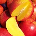 FRESH CALIFORNIA  YELLOW,  RED & BLUSH NECTARINES