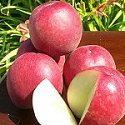 FRESH CALIFORNIA WHITE PEACHES